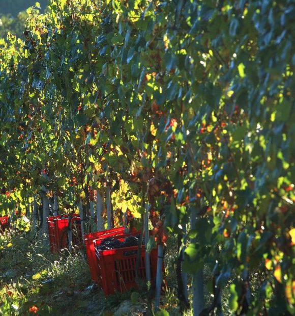 Un vigneto cuneese in piena produzione