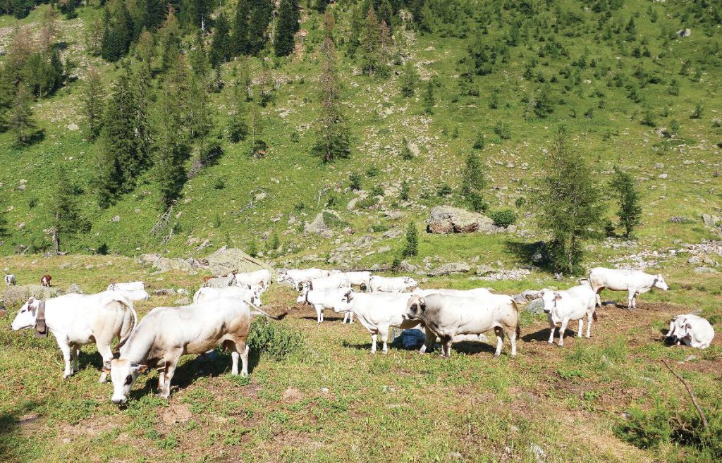 Vacche in alpeggio in una vallata cuneese