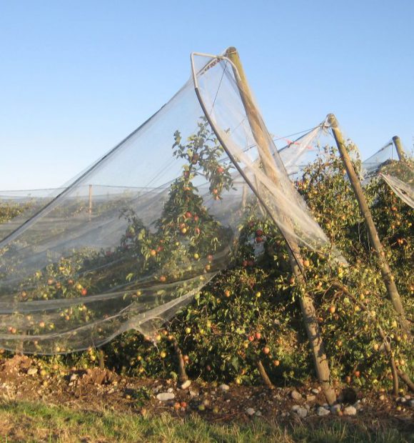 Un esempio di danno provocato ad un frutteto da una tromba d'aria