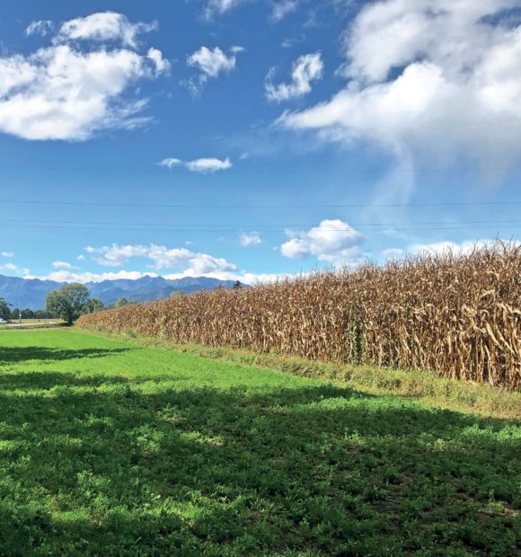 Campo di mais in provincia di Cuneo